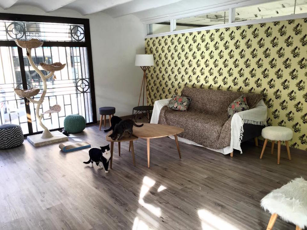 En Suara Fundación, los minimos buscan un dueño que les quiera. Foto: Suara Fundación. En Suara Fundación, los minimos buscan un dueño que les quiera. Foto: Suara Fundación.