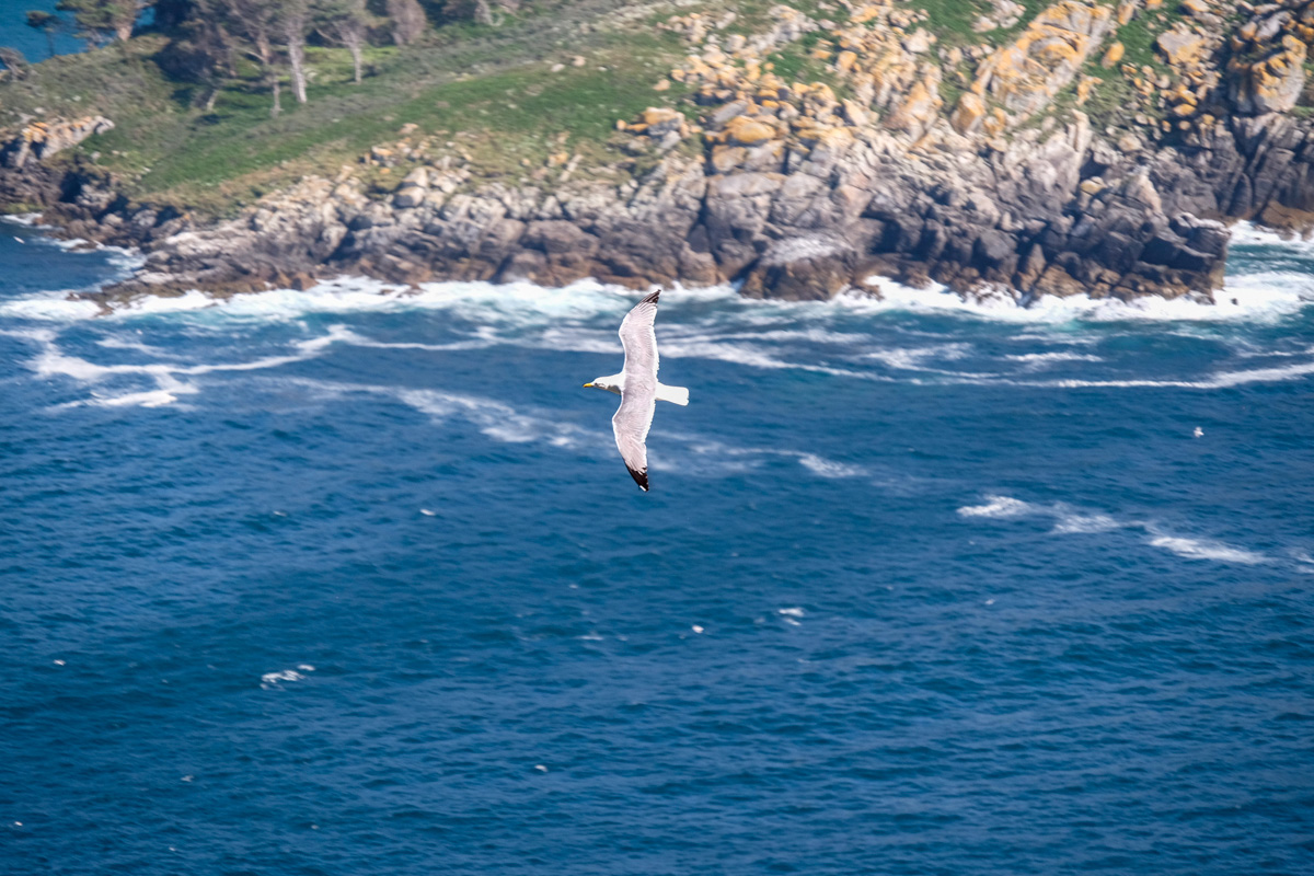 Durante los meses de verano, las gaviotas cuidan con celo de sus polluelos. Durante los meses de verano, las gaviotas cuidan con celo de sus polluelos.