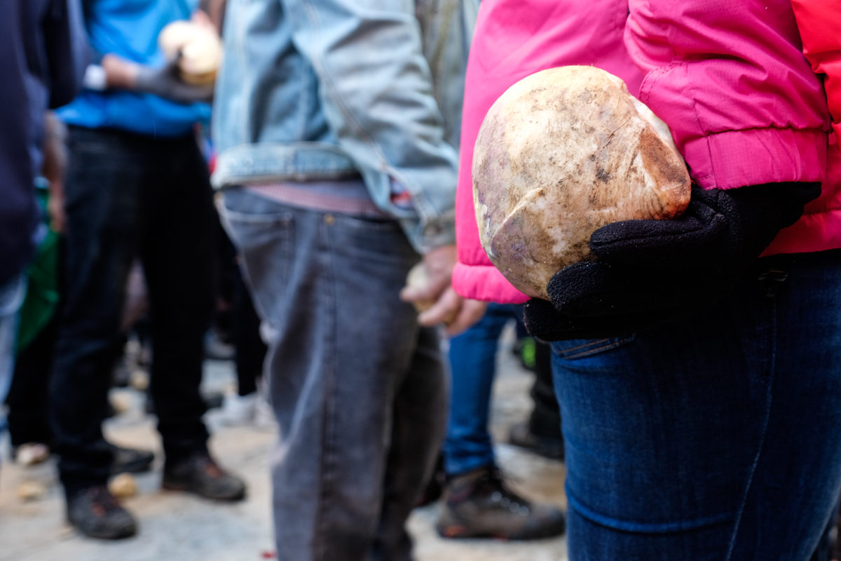 Miles y miles de kilos de nabos son usados durante las fiestas en el pueblo cacereño. Miles y miles de kilos de nabos son usados durante las fiestas en el pueblo cacereño.