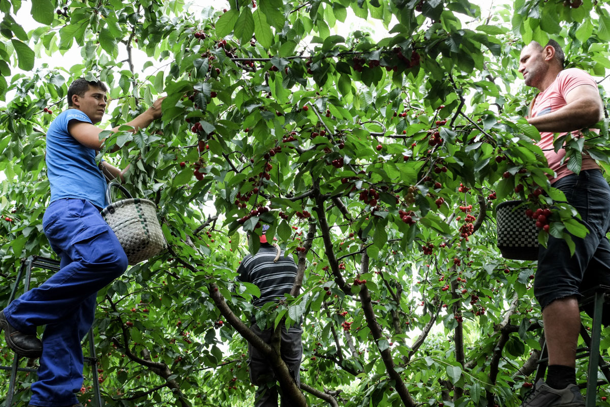 Con la cesta colgada del 'garabato' se van recogiendo las cerezas sin descanso. Con la cesta colgada del 'garabato' se van recogiendo las cerezas sin descanso.