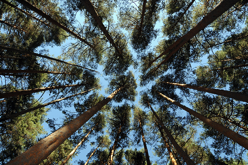 Los árboles del bosque de Valsaín mantienen las buenas temperaturas. Fotos: Alfredo Merino y Marga Estebaranz. Los árboles del bosque de Valsaín mantienen las buenas temperaturas. Fotos: Alfredo Merino y Marga Estebaranz.