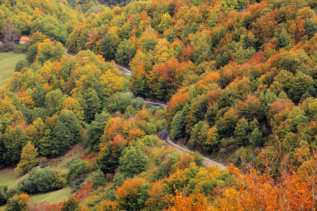 Árboles ancestrales en el valle del Liébana. Foto: Shutterstock Árboles ancestrales en el valle del Liébana. Foto: Shutterstock