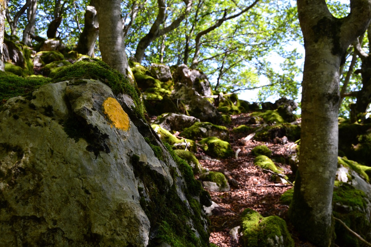Un bosque verde y mágico nos arropa durante toda la subida. Un bosque verde y mágico nos arropa durante toda la subida.