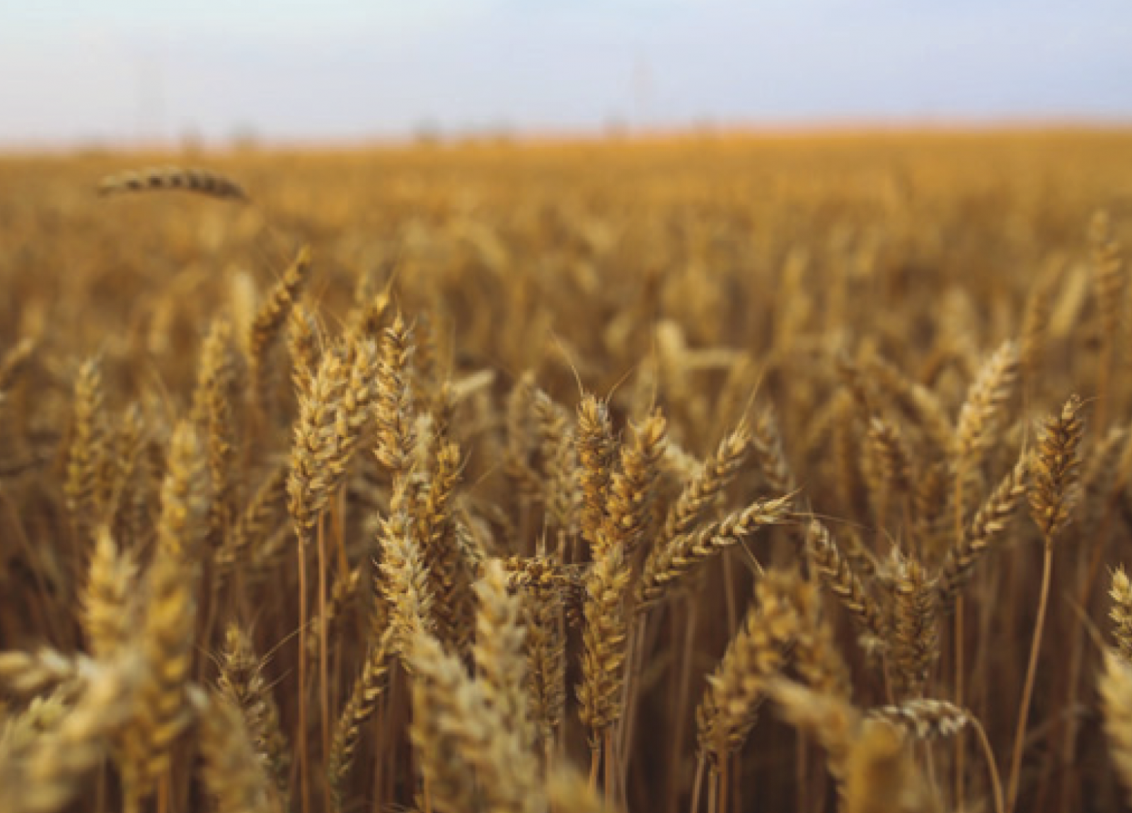 Grain Fields