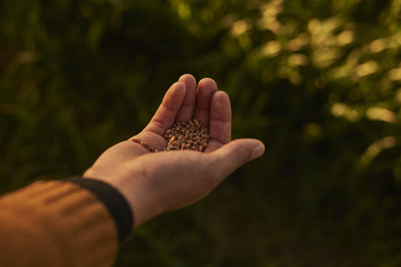 Seeds