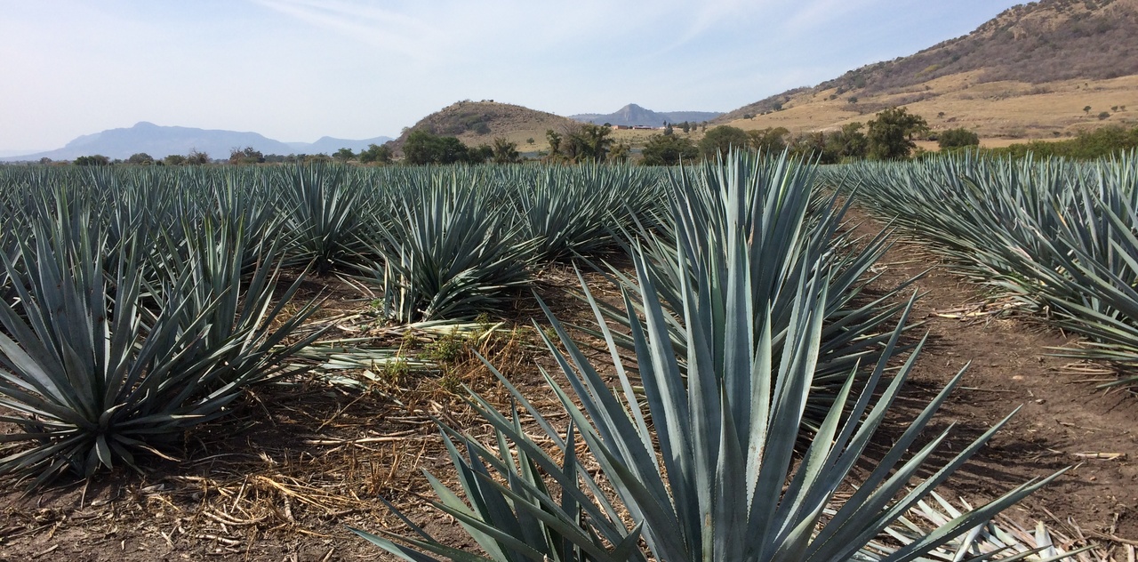 Groovy Food SPOTLIGHT Organic Agave Nectar