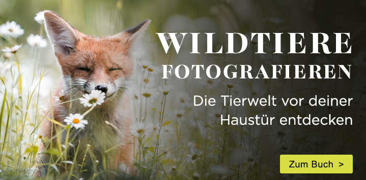 Wildtiere fotografieren