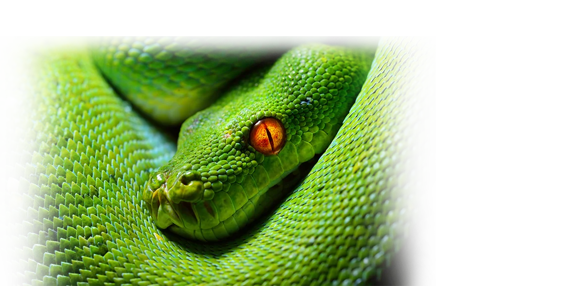 Das Python-Handbuch zum Lernen und Nachschlagen