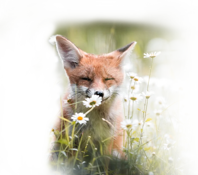 Die Tierwelt vor deiner Haustür entdecken