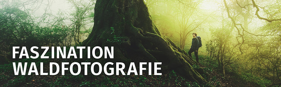 Waldfotografie
