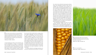 Bildunterschrift (optional)