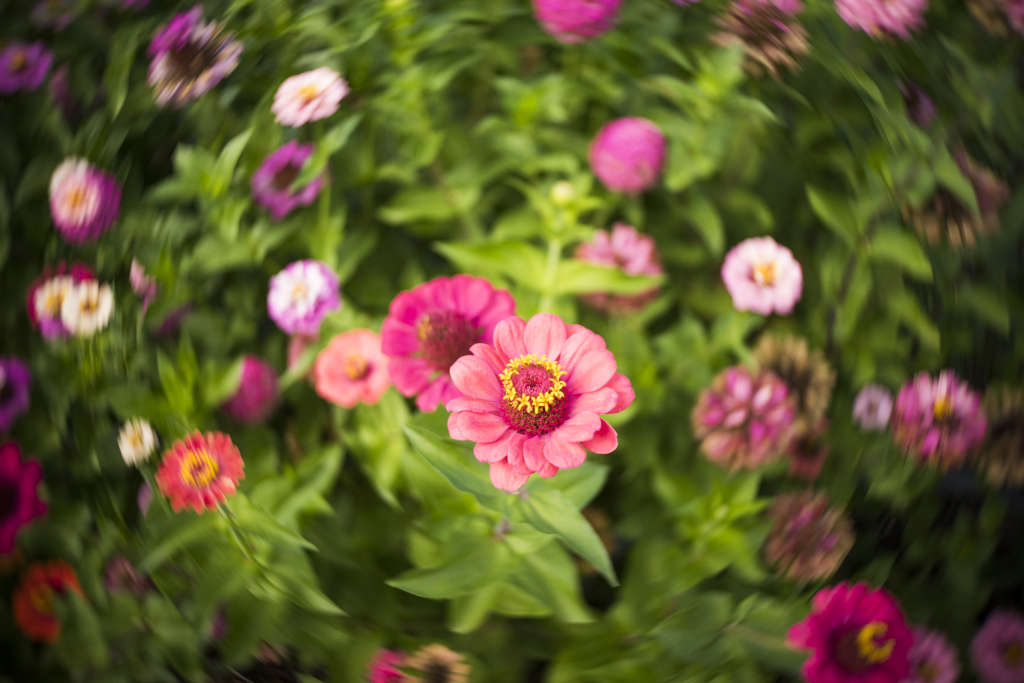 Hire a Camera SAMPLE IMAGES We Now Stock Lensbaby for Fuji X Mount!