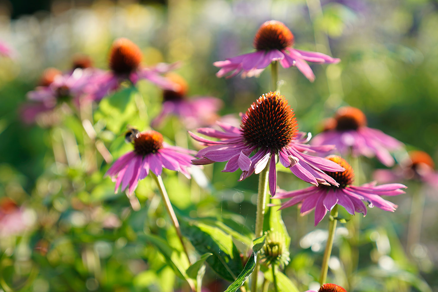 Hireacamera Uk Camera Lens Accessory Hire Rental