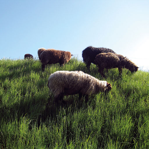 Djurskötardag med Svenska Blå stjärnan!