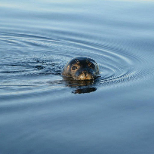 Sälsafari med besök på ön Ursholmen