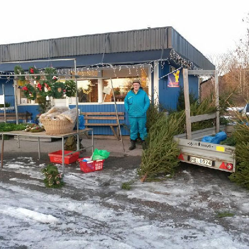 Julgransförsäljning på Blå Kiosken