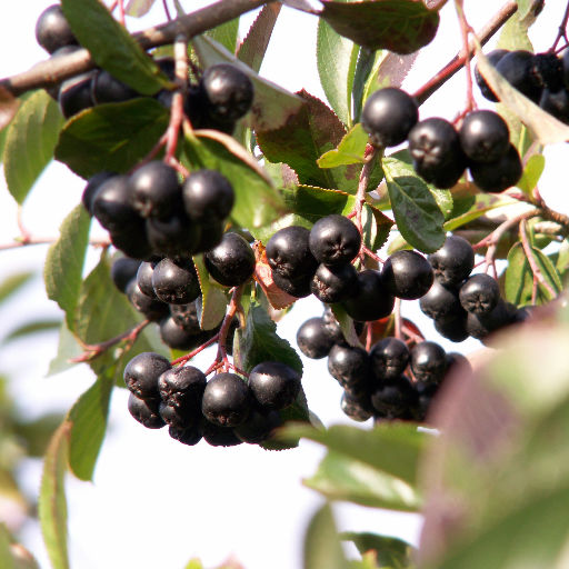 Julmys på Fristorps Gård