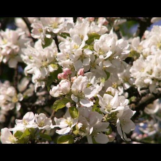 Mathantverkssafari på Fristorps gård