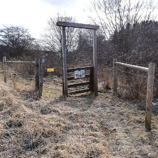 Fågelskådningens dag