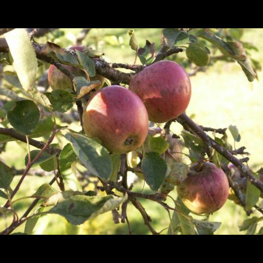 Matvandring i Väst - Kust & Inland
