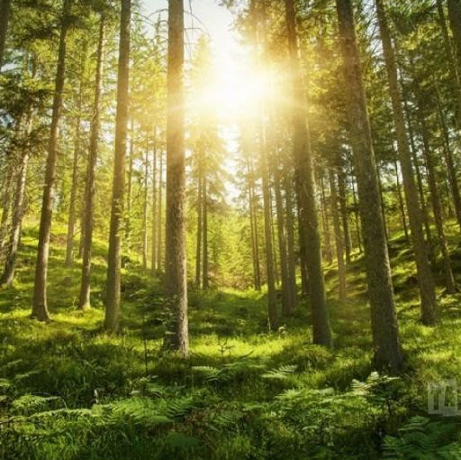 UTFLYKT TILL DALSLANDSSKOG