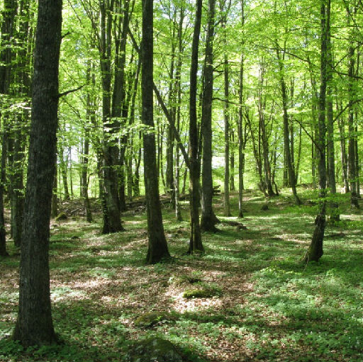 Guidade naturvandringar