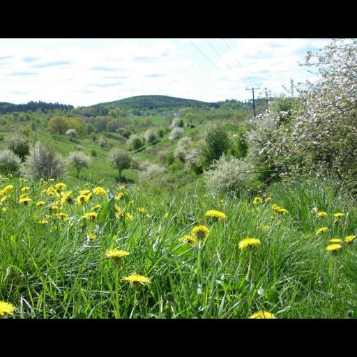 Guidade naturvandringar
