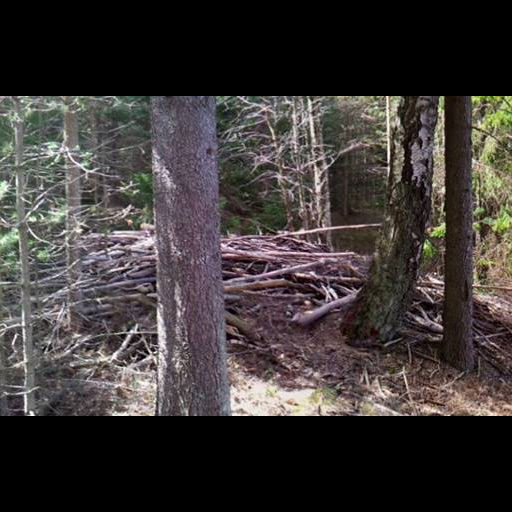 Bäver och hängbroar vid Munkedalsälven