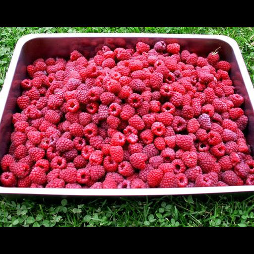 Matfest på Fristorps gård