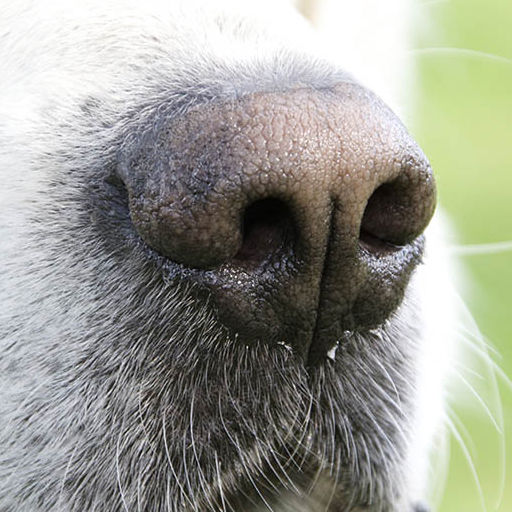 Nose work - det viktigaste är nosen!