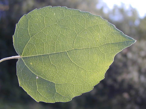 blad