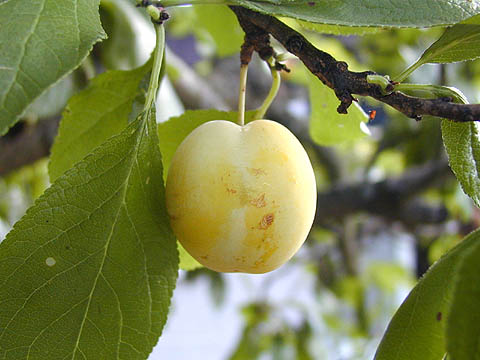 luumu