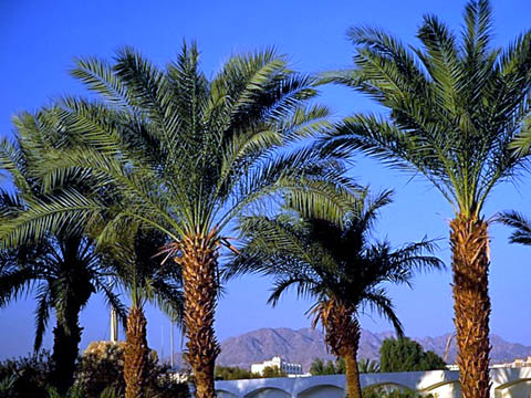 palm