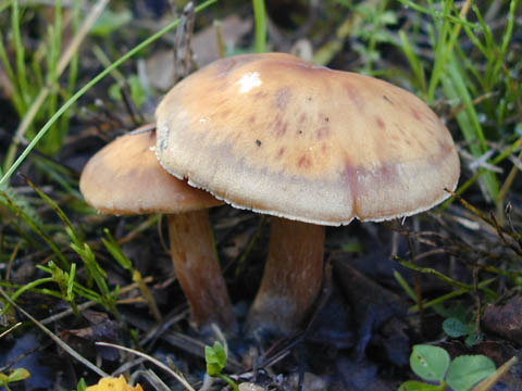 svamp