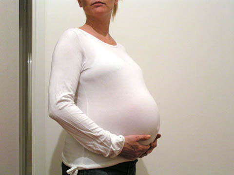 gravid