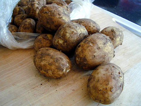 Potatis
