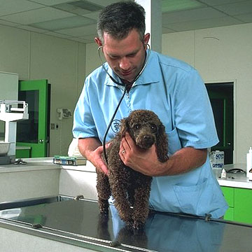 veterinär