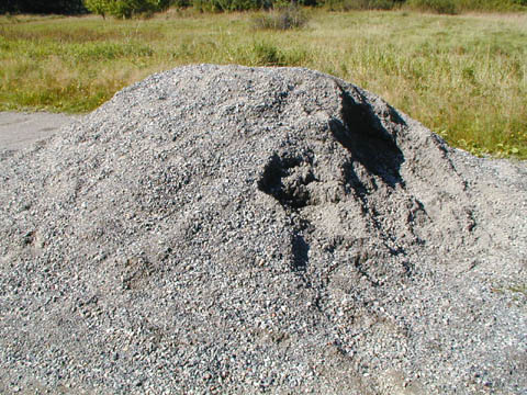 grus
