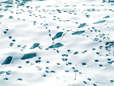 snö