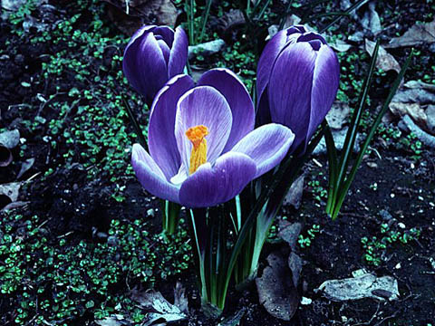 april