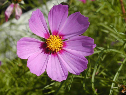 blomma