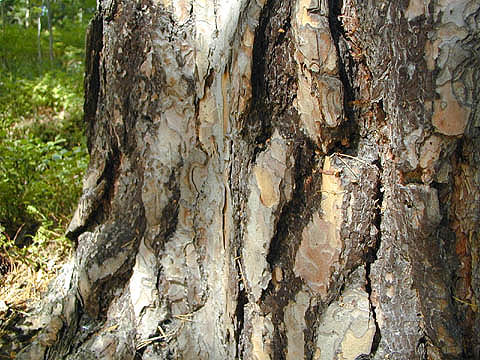 bark