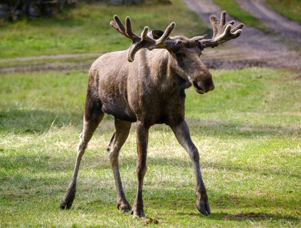 älg