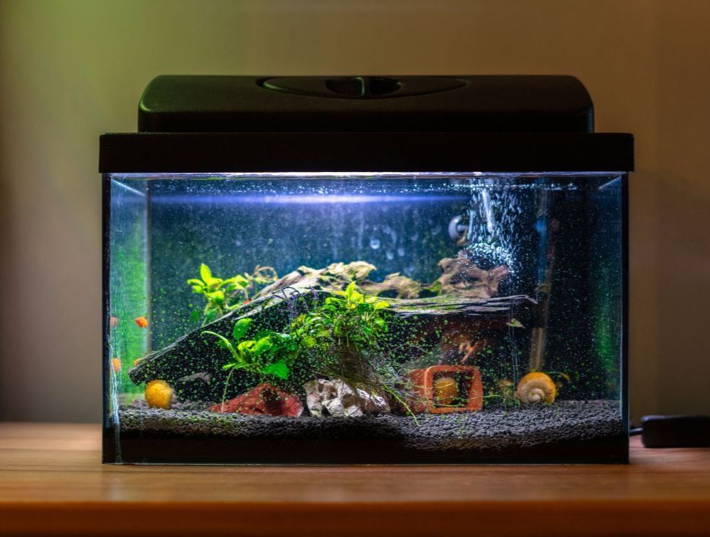 akvarium
