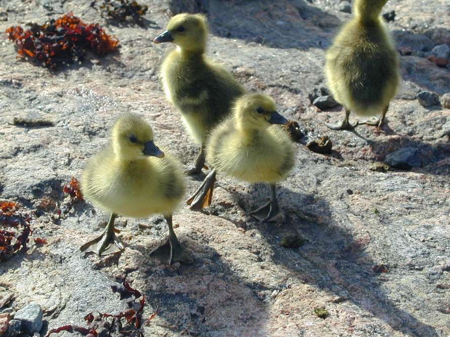De var jättesöta och alldeles ulliga