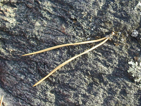 barr