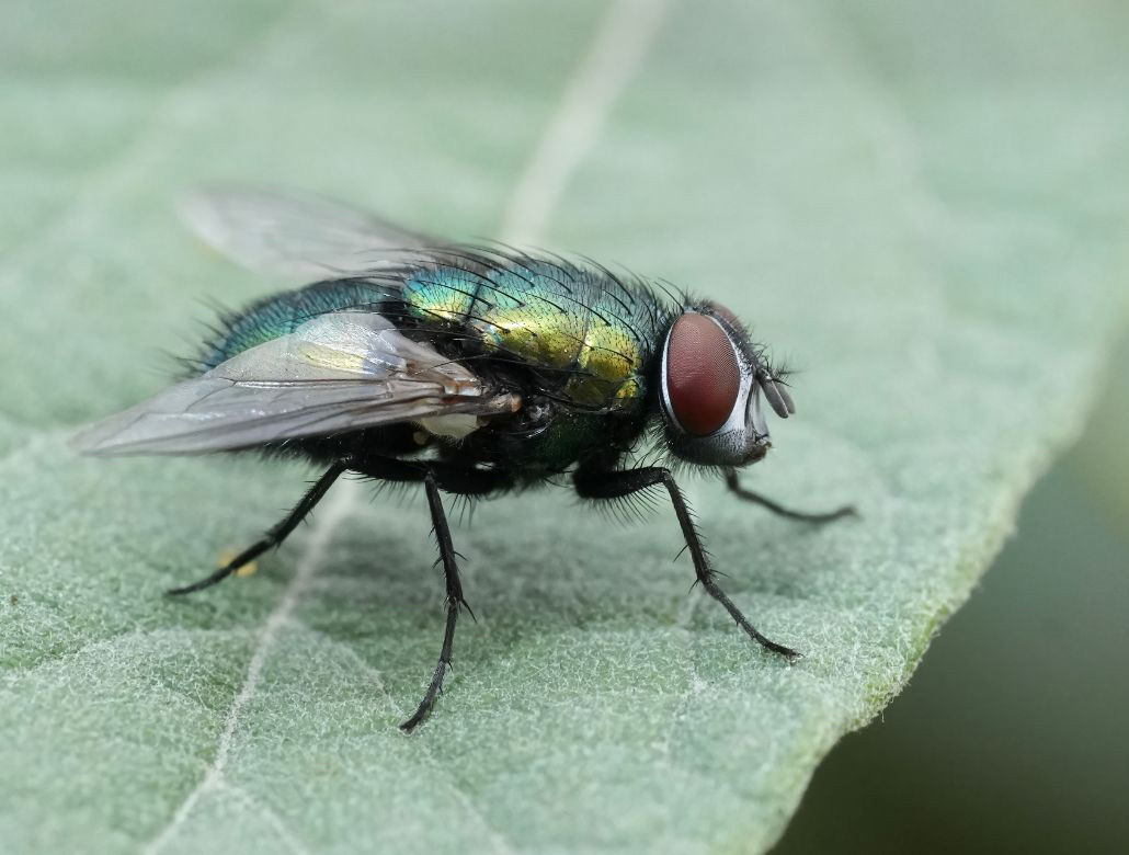 fluga