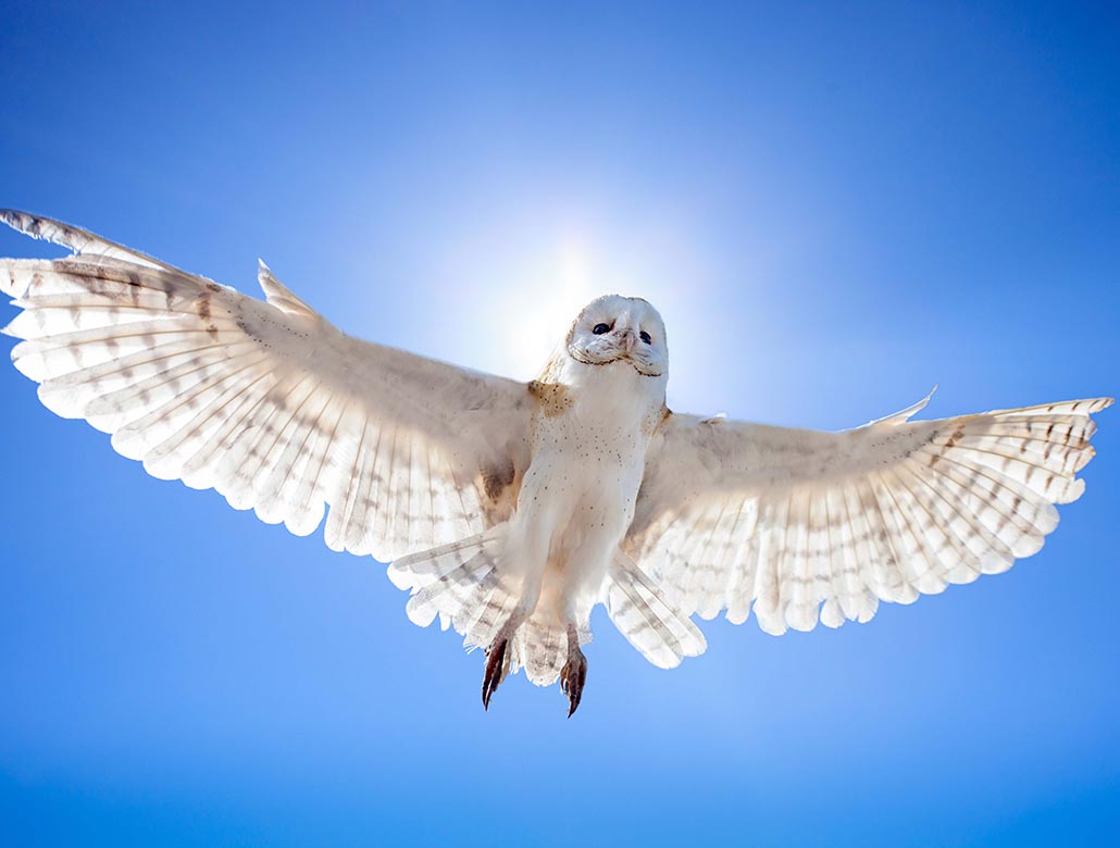 flyga