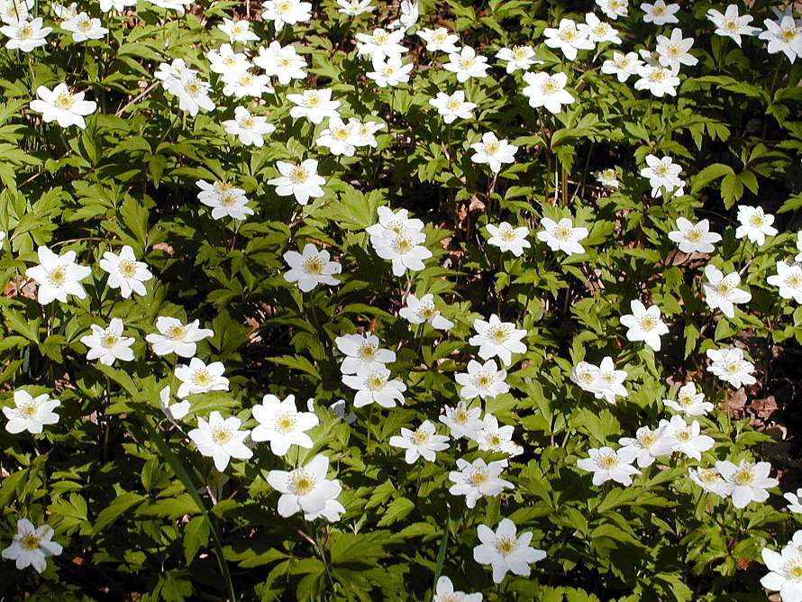 Det är vår och det börjar blomma.