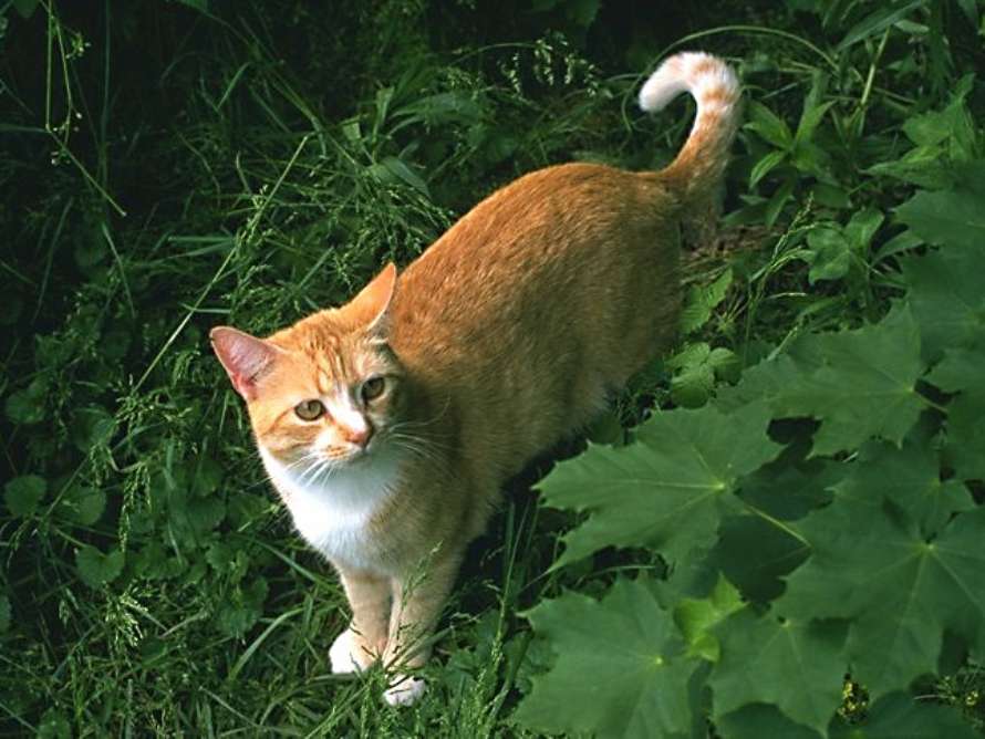 Katten står i gräset och tittar.